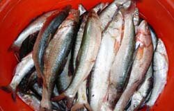 Рыбалка на Алтае